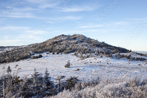 Schilderij op canvas Hiking on the Appalachian Trail at Mount Rogers in the Blue Ridge Mountains of S