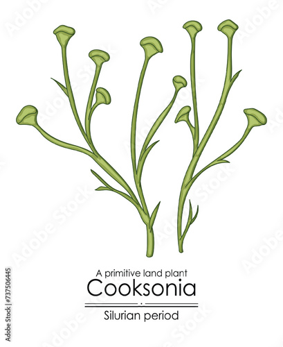 Cooksonia, a Silurian period primitive land plant, colorful illustration on a white background photo