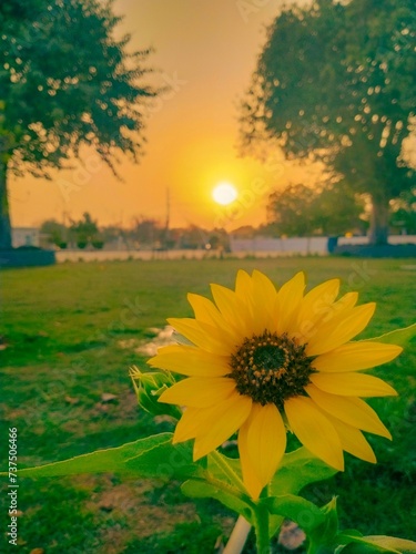 field at sunsetAs the sun dips toward the horizon, casting a warm golden glow across the landscape, the sunflower stands tall and proud, its vibrant petals reaching eagerly towards the fading light.  photo