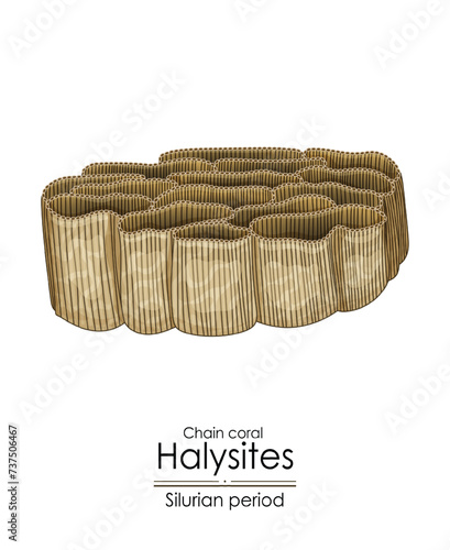 Halysites, a Silurian period chain coral, colorful illustration on a white background