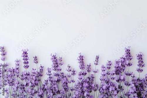 A pristine array of lavender flowers against a clean white backdrop  perfect for serene and minimalist designs.