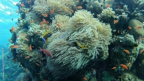 Clownfish with sea anemone underwater near Marsa Alam in Egypt, Red Sea photo