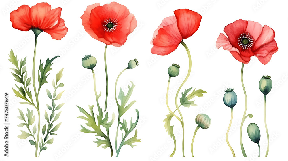 Fototapeta premium Red poppy flower watercolor illustration isolated on white background. Green buds and leaves. Floral design for decor or holiday wedding greetings cards template