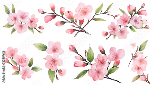 Watercolor cherry blossom flower blooming collection set . Pink sakura flower on white background photo