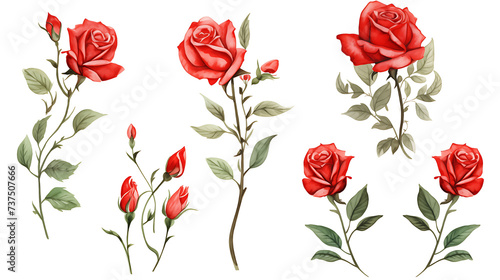 Set of red rose flower and elements - leaves, buds, stem. Watercolor artwork illustration for Valentine day, Mother day, wedding, save date card, birthday or anniversary posters