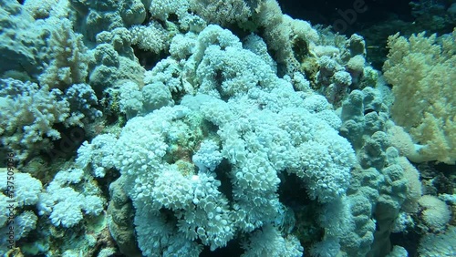 Coral reef and soft corals near Brothers Island, Egypt, Red Sea