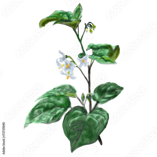 Botanical watercolor illustration of Solanum nigrum, hand drawn of European black nightshade on a white background, a medicinal plant used in folk medicine and homeopathy.