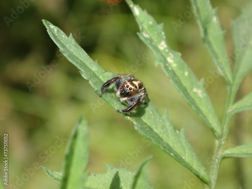 Tiny, male jumping spider (Thyene imperialis) sitting on green marigold leaves © Distracted_by_Bugs