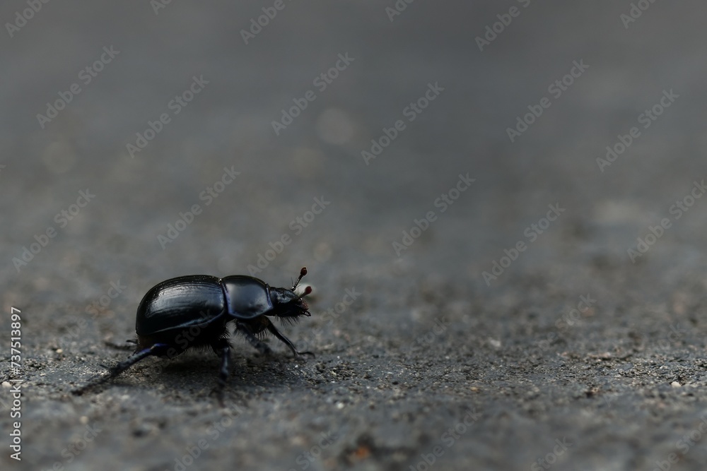 schwarzer Käfer auf Weg schwarzer Käfer auf Weg