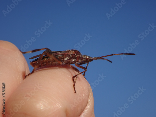 The western conifer seed bug (Leptoglossus occidentalis) sitting on human hand photo