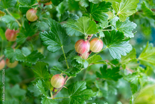 Gooseberry branch with fruits.