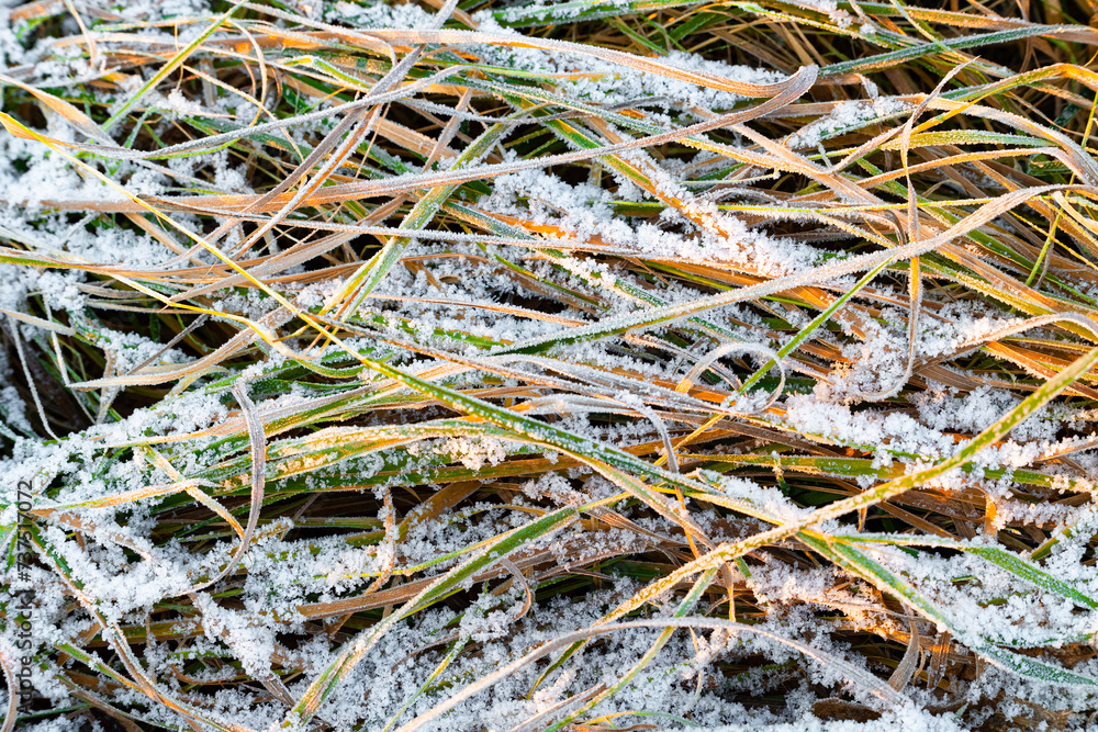autumn grass covered with the first snow autumn grass covered with the first snow