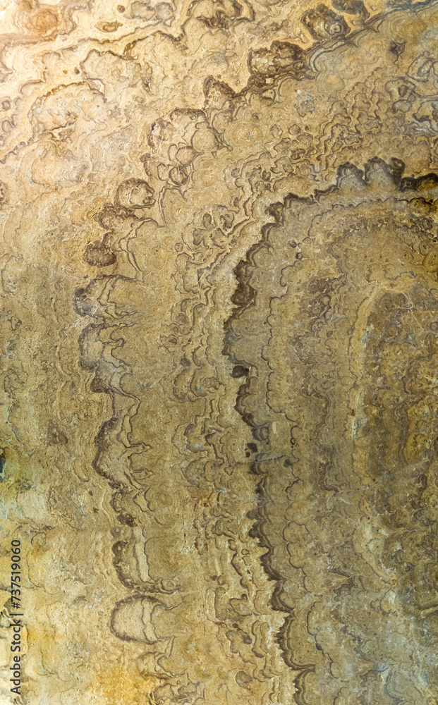 Fossilized proterozoic stromatolite