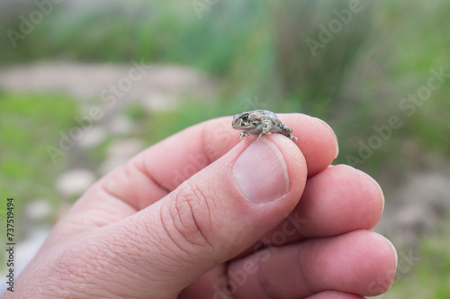 Tiny baby natterjack toad between human fingers photo