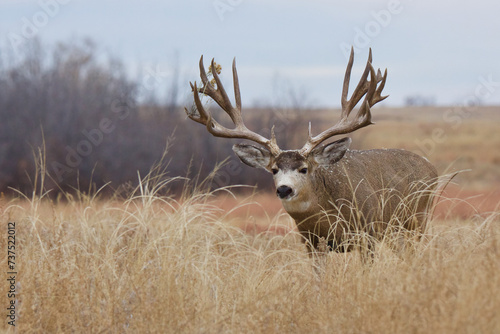 Cuadro en lienzo Mule Deer buck with the remains of some rabbit brush caught up in his huge antlers and on his back
