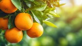 ripe oranges hanging on a orange tree in orange garden fresh juicy oranges on a oranges tree branches blurred background copy space illustration