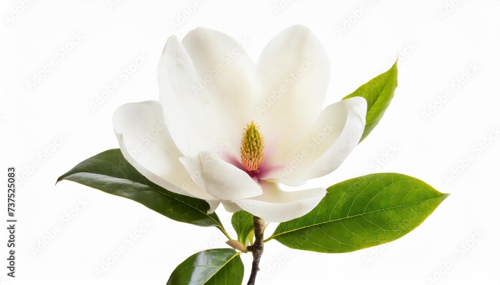tender white magnolia grandiflora flower isolated