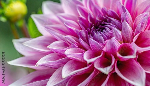 pink and purple dahlia petals macro floral abstract background close up of flower dahlia for background soft focus