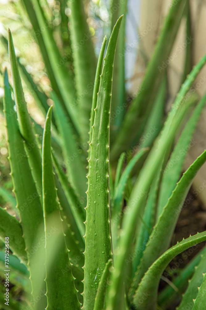Fototapeta premium aloe vera in garden being cut