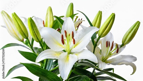 beautiful white lily with buds isolated on white background including clipping path © Makayla