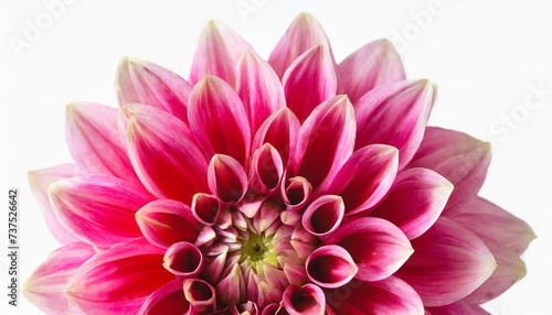 pink dahlia isolated on white background