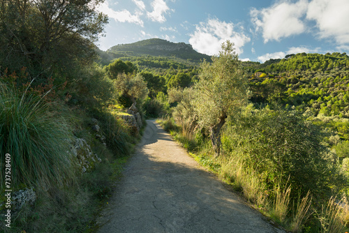 Olivenhain bei Soller, Mallorca, Balearen, Spanien photo