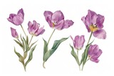 A group of purple flowers against a clean white background. Perfect for adding a pop of color to any design