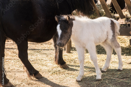 Fototapeta Naklejka Na Ścianę i Meble -  A newborn pony foal with its mother in farm yard on sunny day 