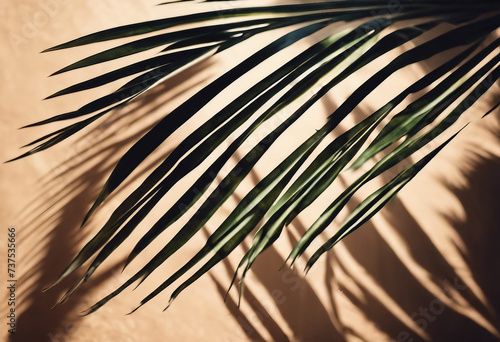 Shadow of palm leaf on natural earthy colors background Creative wallpaper of light and shadow
