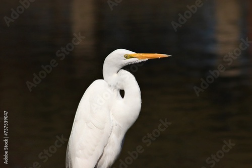 Photography great white egret