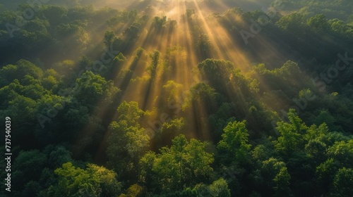 the sun shines brightly through the trees in the middle of a forest filled with lots of tall green trees.