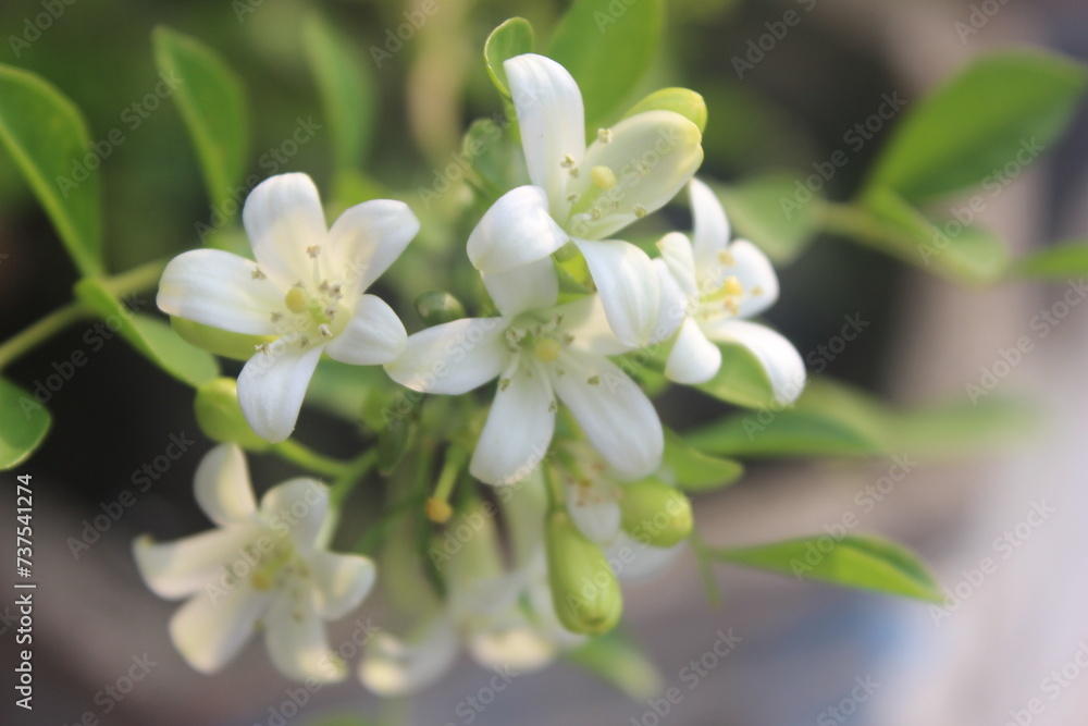 close up of Japanese Kemuning or Murraya paniculata flowers in bloom with a blurry background close up of Japanese Kemuning or Murraya paniculata flowers in bloom with a blurry background