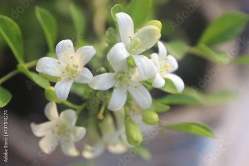 close up of Japanese Kemuning or Murraya paniculata flowers in bloom with a blurry background