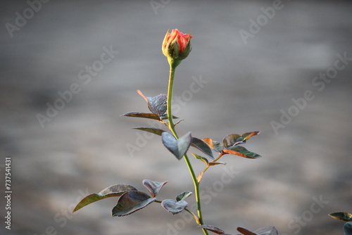 close up of orange rose flower buds on blurred background