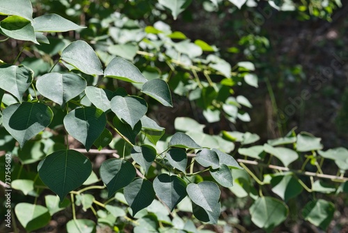 Chinese Tallow Tree (Triadica sebifera) leaves canopy in Houston, TX. Asian tree which has become an invasive and noxious species in the Southern USA.