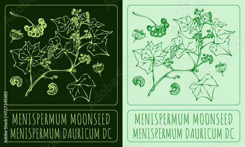 Vector drawings MENISPERMUM MOONSEED. Hand drawn illustration. Latin name MENISPERMUM DAURICUM DC