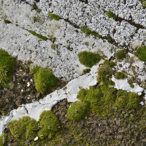 moss on stone wall