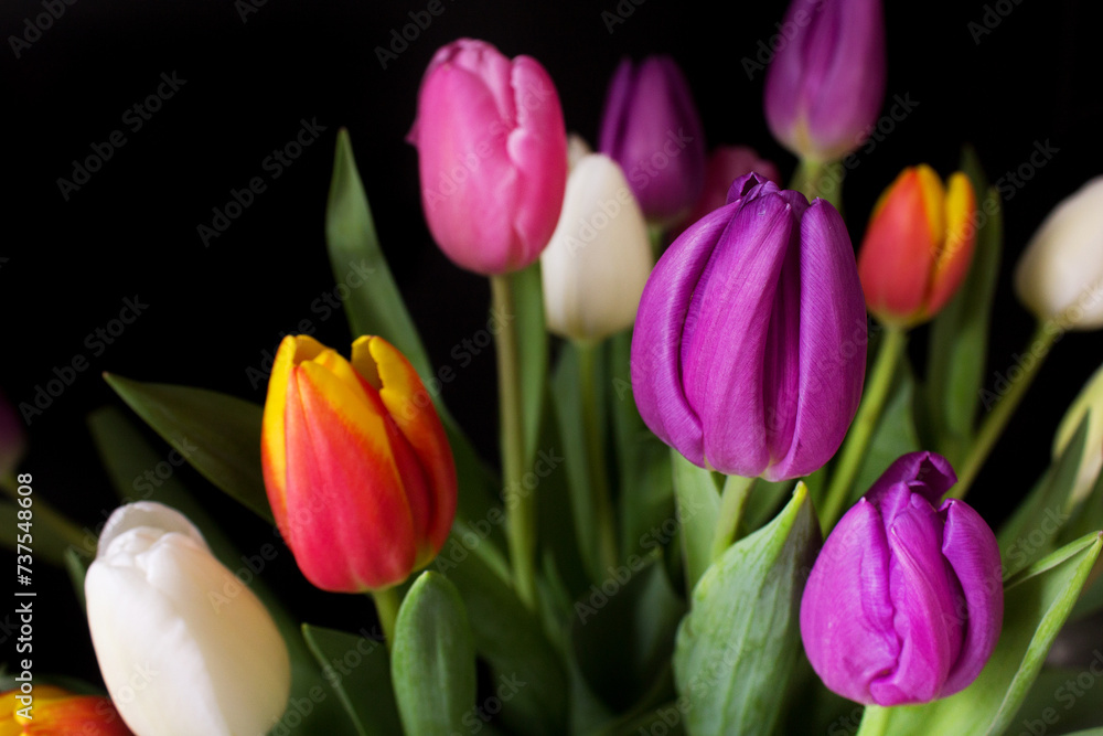 close up bunch of purple tulips n dark background close up bunch of purple tulips n dark background