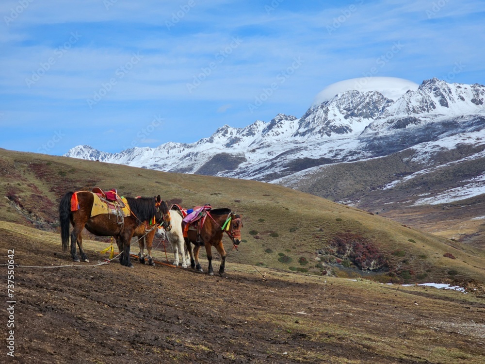Horses with backpacks trekking through mountains