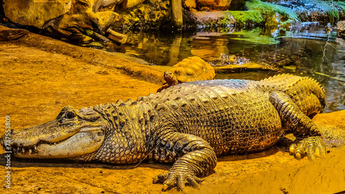 Crocodile, Zoo, © Przemas252