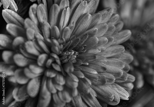 black and white photography of flowers close up