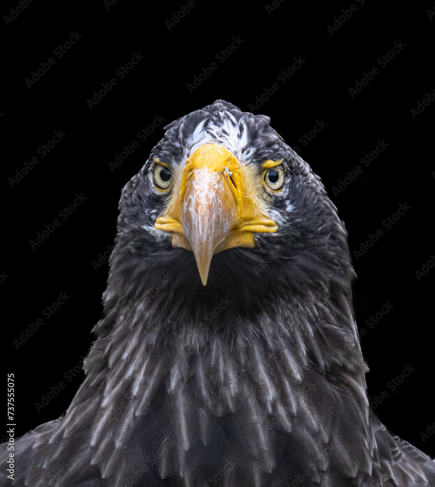 Fototapeta premium Portrait of a sea eagle facing the camera