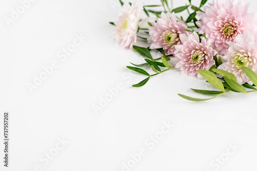 On a white background with space for text, delicate pink chrysanthemums and greenery. © Iryna