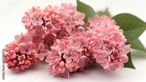 a bunch of pink flowers with green leaves on a white surface with a white back ground and a white back ground.