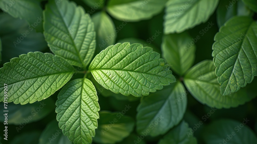 a close up of a leafy plant with a lot of green leaves on the other side of the picture. a close up of a leafy plant with a lot of green leaves on the other side of the picture.