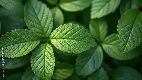 a close up of a leafy plant with a lot of green leaves on the other side of the picture.