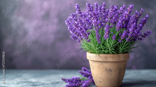 a close up of a potted plant with lavender flowers on a table in front of a purple wall background.