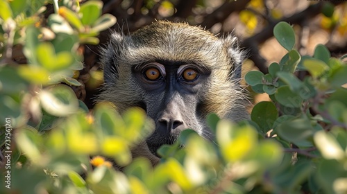 a close up of a monkey in a tree looking at the camera with a surprised look on his face and eyes.