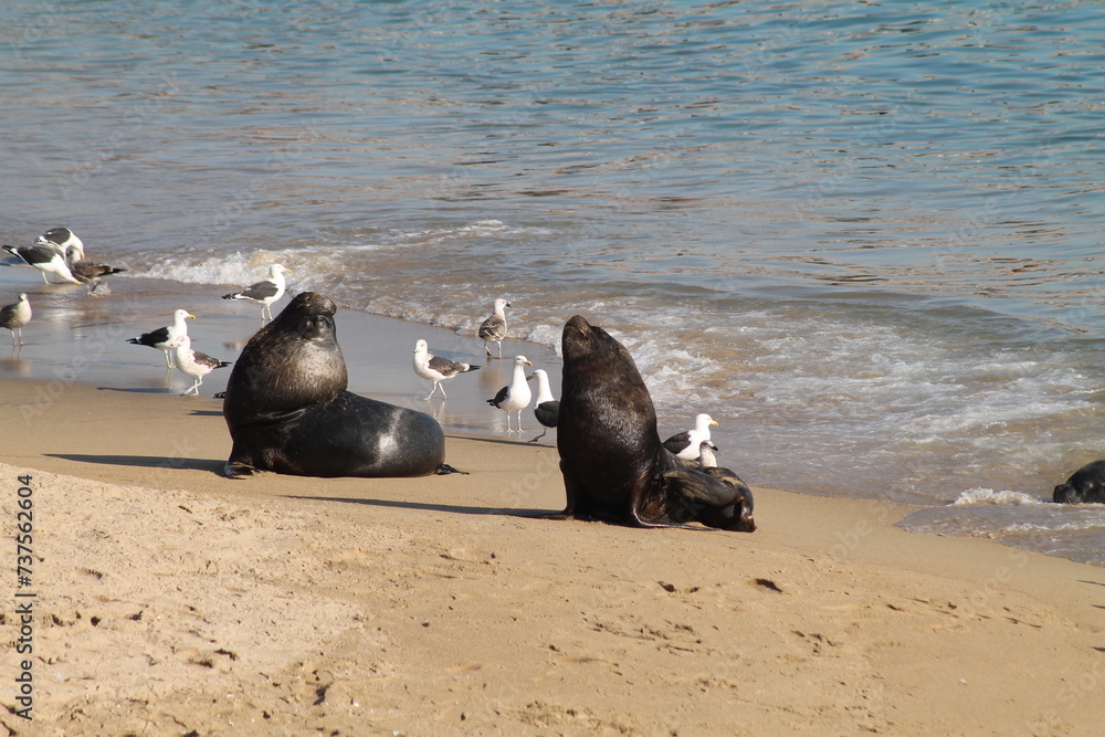 Fototapeta premium island sea lions