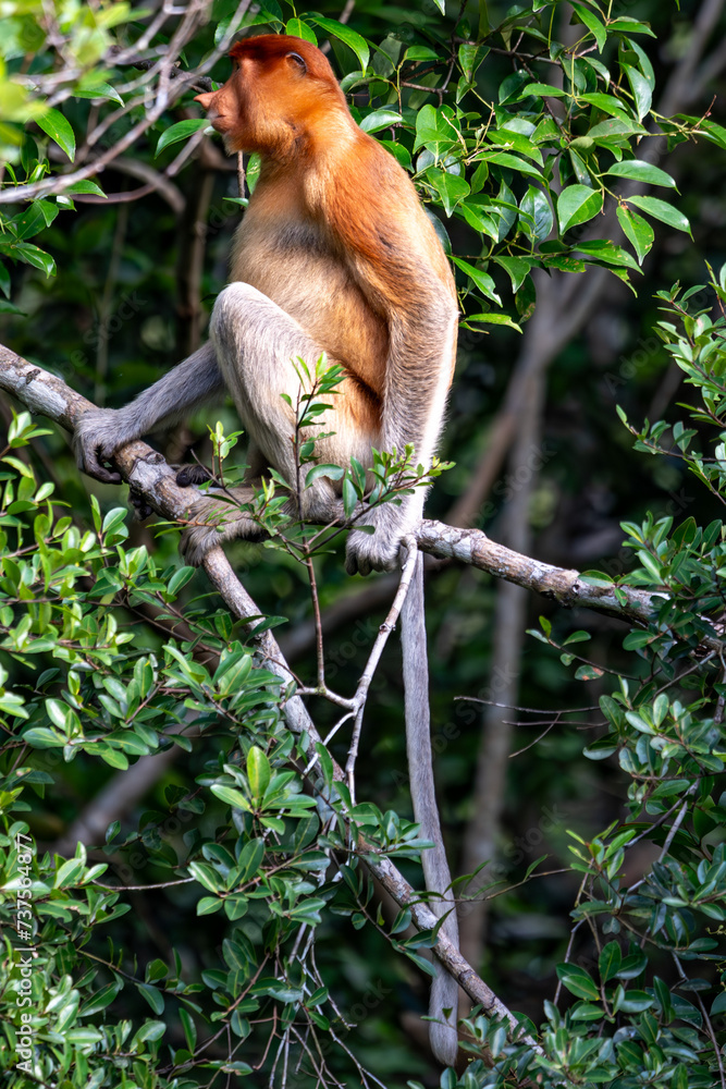 Naklejka premium Nasenaffe auf einem Baum – Wildtier in natürlichem Habitat